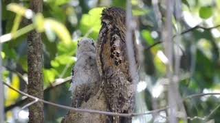 Common potoo bird singing  ghost bird  master of disguise [upl. by Oly]