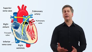 The Cardiovascular System An Overview [upl. by Odraode]