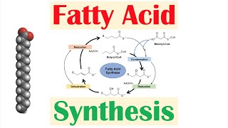 Fatty Acid Synthesis Pathway Overview Enzymes and Regulation [upl. by Cheng]