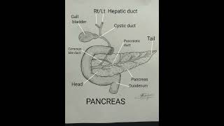 Pancreas drawing pencilsketch radiology shortvideo [upl. by Kwapong628]