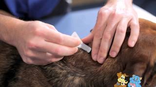 Applying a spot on treatment to your pet  Reservoir Vet Clinic [upl. by Akima]