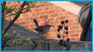 Bewicks Wren bird made its nest on my backyard table [upl. by Esilanna]