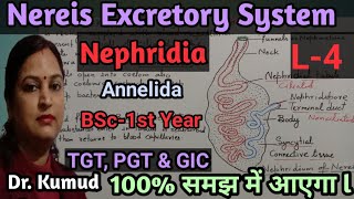 Nereis Excretory System NephridiaL4BSc 1st YearTGT PGT ampGIC ExamBy Dr Kumud [upl. by Llebiram]