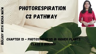 PHOTORESPIRATION  C3 PLANTS  C4 PLANTS  C2 PATHWAY  GLYCOLATE CYCLE  BIOLOGY NOTES  CLASS 11 [upl. by Nwahsyd]