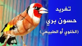 تغريد الحسون البري الخلوي أو الطبيعي chardonneret widani Jilguero widani  Goldfinch [upl. by Hcib]