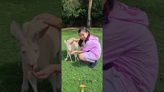 호주 동물 캥거루 Australian animal kangaroo Caversham wildlife park perth australia kangaroo shorts [upl. by Leroj]