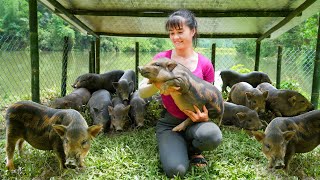 Building Pig Farm with Iron Fence Go To Countryside Market Buy Piglets to Raise  Free Bushcraft [upl. by Christmas]