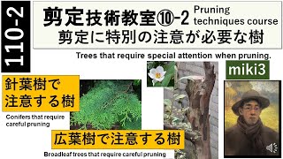 1102 剪定に特別な注意が必要な樹 Trees that require special attention when pruning miki3 [upl. by Akemal]