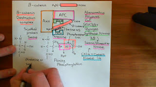 Intestinal Stem Cells Part 4 [upl. by Anotyad]