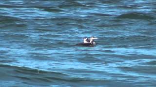 Common Loon amp Razorbill [upl. by Kcinom]