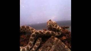 Hognose live feed [upl. by Hercule]