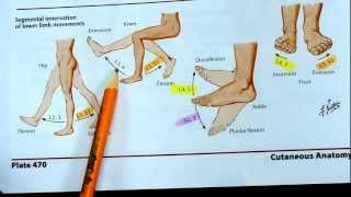 Segmental innervation of lower limb movements [upl. by Yrek]