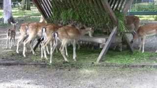 Tierpark LimbachOberfrohna [upl. by Hulbert]