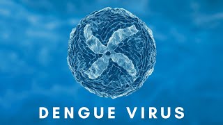 Understanding Dengue Virus Serotypes and ADE [upl. by Odraboel]