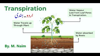 Transpiration  Opening amp closing of stomata  Biology 9th  Chapter 9 Transport [upl. by Bunni659]