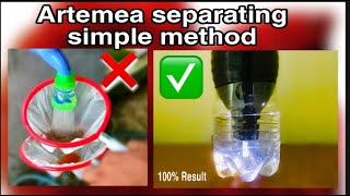 Artemia Separating Simple Method  Hatching Brine Shrimp For Betta Fry [upl. by Enehpets]