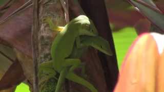 CHOKED Nature Channel Hawaii The Mating of the the Anole Lizard [upl. by Airottiv]