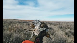 Dots Blues Again  Oklahoma Quail Hunting [upl. by Maiga]