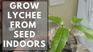 How To Grow Lychee From Seed Indoors [upl. by Hilda736]