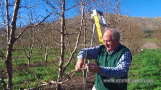 How to prune peach amp nectarine trees [upl. by Aurelio65]