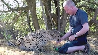 What Its Like Feeding Cheetahs  Big Cats Purr Puke Meow Run Hand Feed amp Thank You [upl. by Heinrik]