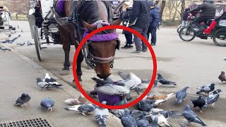 Horse Almost Bites Pigeon’s Head Off [upl. by Roxane788]