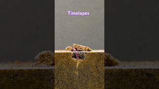 best timelapes nature relaxingseeds plantslover shortvideo trandingshorts [upl. by Ysak]