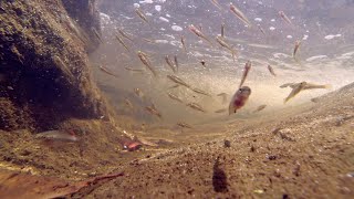 Native Fish Firetail Gudgeon Hypseleotris galii [upl. by Igig341]