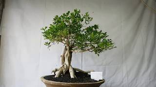 Bonsai Murraya Paniculata 01846 Fragant Flower [upl. by Nywled665]