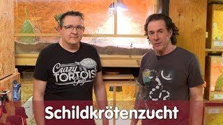 Reptil TV  Folge 114 – Schildkrötenzucht [upl. by Nirrac]