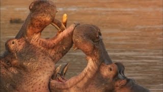 Hippo Fight [upl. by Wye]