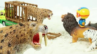 검치호랑이 구출작전 장난감 뽀로로 공룡 트럭 사자 코뿔소 동물 친구들 특공대 Saber toothed cat tiger Toys [upl. by Naiviv367]