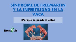 SINDROME DE FREEMARTIN EN BOVINOS VACA INFERTIL [upl. by Koralie]