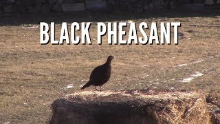 Chickens had a visitor and were not happy  Melanistic Mutant Pheasant [upl. by Nenney]