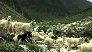 Large herd of grazing Pashmina goats [upl. by Stuppy120]