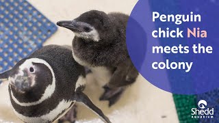 Magellanic Penguin Chick Meets the Colony [upl. by Cori206]