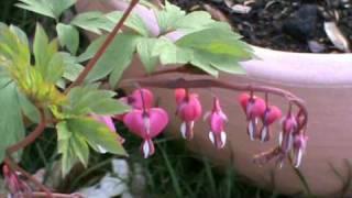 Tränendes Herz Dicentra spectabilis  Bleading Heart [upl. by Jena]