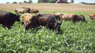 Cows Grazing on Sorghum Sudan Grass [upl. by Iggam]