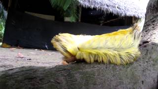 Massive Flannel Moth Caterpillar or Megalopygidae [upl. by Pazia]