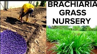 How to Grow Brachiaria GrassMulato GrassThe Wonder Grass for Cattle Rabbit Goat Livestock Farming [upl. by Rumit430]