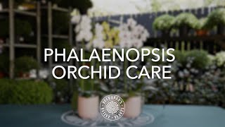 How to Care for Phalaenopsis Orchids [upl. by Myk]