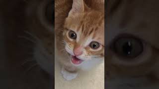 Cute Cats and Kittens Meowing Compilation shorts [upl. by Lidia]