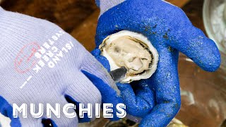 Oysters And Clams  Everything You Need To Know [upl. by Manthei447]