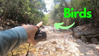 Beautiful Things I Saw On a Jungle Hike to a Waterfall in Mexico [upl. by Elboa]