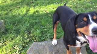 An Entlebucher Mountain Dogs Waggy Tails Alfies Blog [upl. by Adnilam]