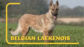 All About Belgian Laekenois  AKC Approved [upl. by Lyrrad418]