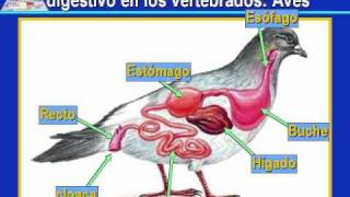 NUTRICIÓN Y DIGESTIÓN PARTE I  CRISTIAN MARRERO SOLANOwmv [upl. by Irbmac]