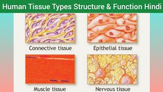 Human Tissue Types Structure Function amp Location Hindi  Types of Tissue  Classification of Tissue [upl. by Alebasi]