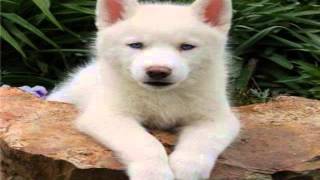 free white siberian husky puppy [upl. by Lipski202]