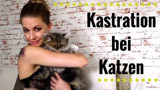 Katze Mähne wird kastriert  Vorbereitung Erfahrung Umgang [upl. by Doowyah672]